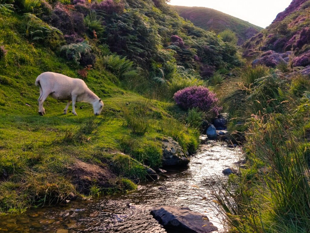 Countryside Walks to Enjoy Near Shrewsbury